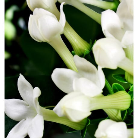 Yodeyma For you eau de parfum