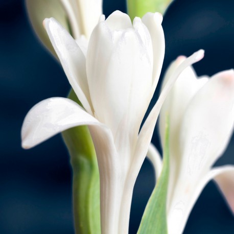 Yodeyma Yode eau de parfum