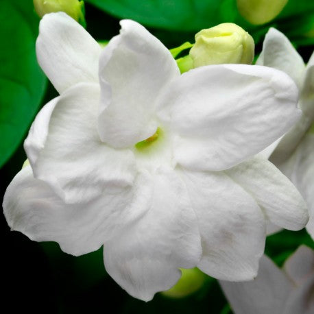 Yodeyma Mia eau de parfum