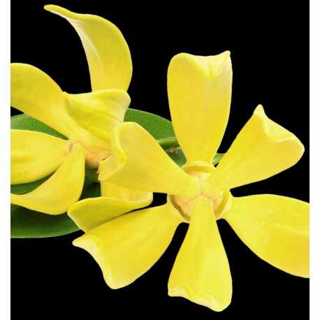 Yodeyma Rinascere eau de parfum