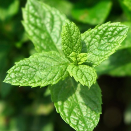 Yodeyma Wow scent! eau de parfum