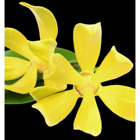 Yodeyma Suerte eau de parfum