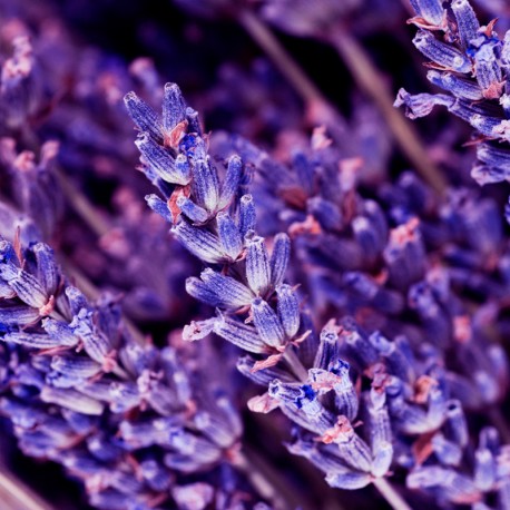 Yodeyma Kent eau de parfum