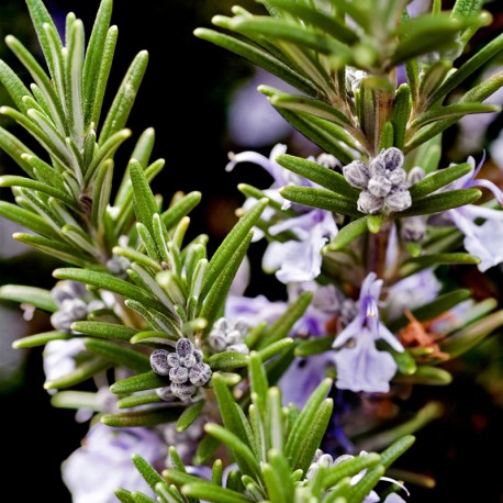 Yodeyma Capri eau de parfum