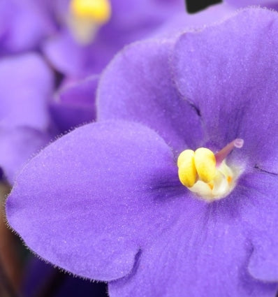 Yodeyma Harpina eau de parfum