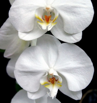 Yodeyma Harpina eau de parfum