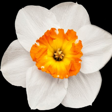 Yodeyma Houston eau de parfum