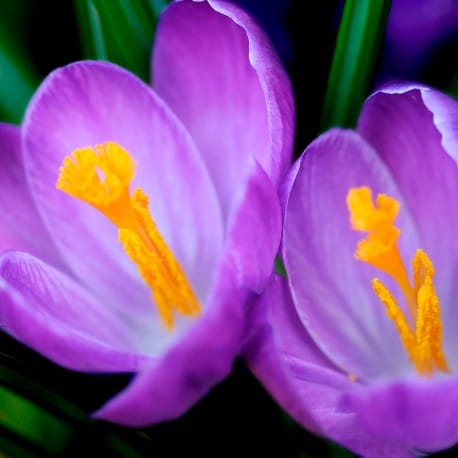 Yodeyma Celebrity woman eau de parfum