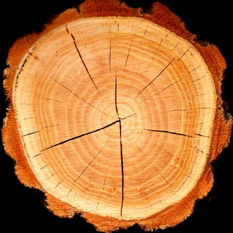 Yodeyma Celebrity woman eau de parfum