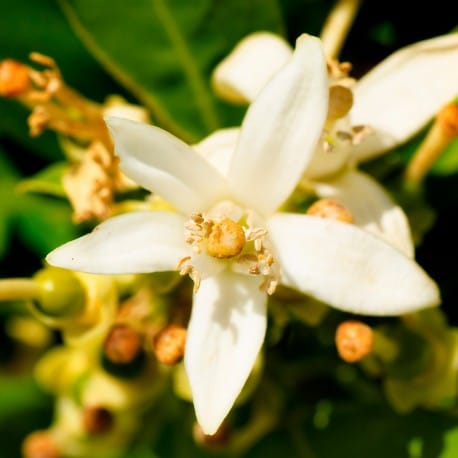 Yodeyma Lis eau de parfum