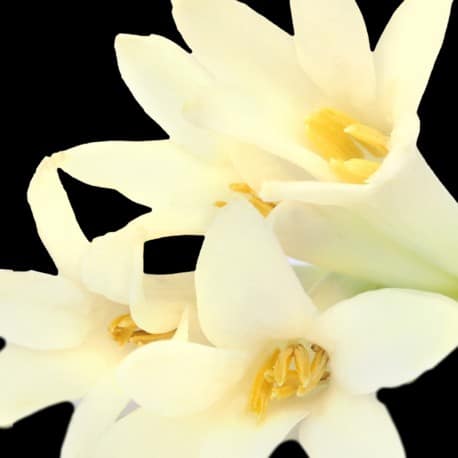 Yodeyma Lis eau de parfum