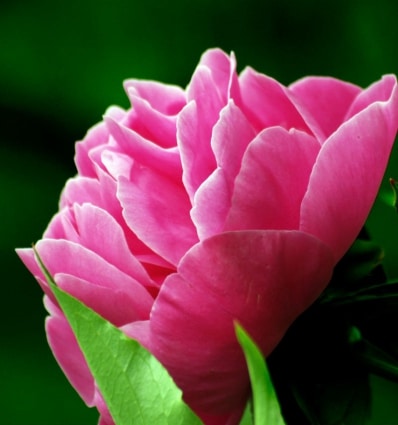 Yodeyma Seducción eau de parfum