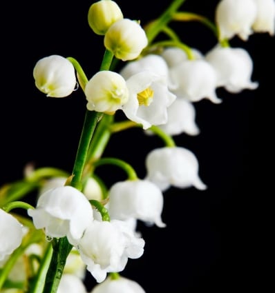 Yodeyma Seducción eau de parfum