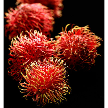 Yodeyma Sophisticate eau de parfum