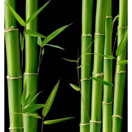 Yodeyma Kara eau de parfum