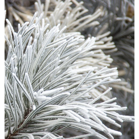 Yodeyma Kara eau de parfum