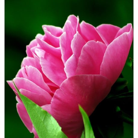 Yodeyma Linet eau de parfum