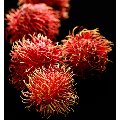 Yodeyma Linet eau de parfum