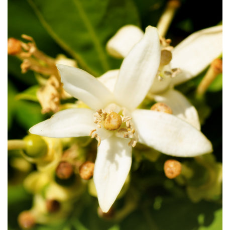 Yodeyma Instint eau de parfum