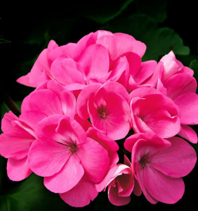 Yodeyma Root eau de parfum