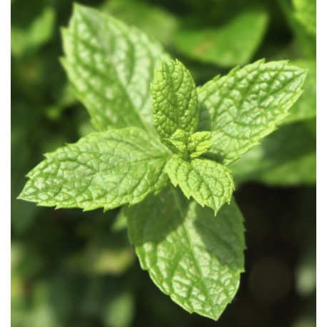 Yodeyma Mint Ocean eau de parfum