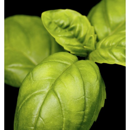 Yodeyma Mint Ocean eau de parfum