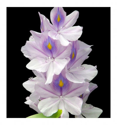 Yodeyma Temis eau de parfum