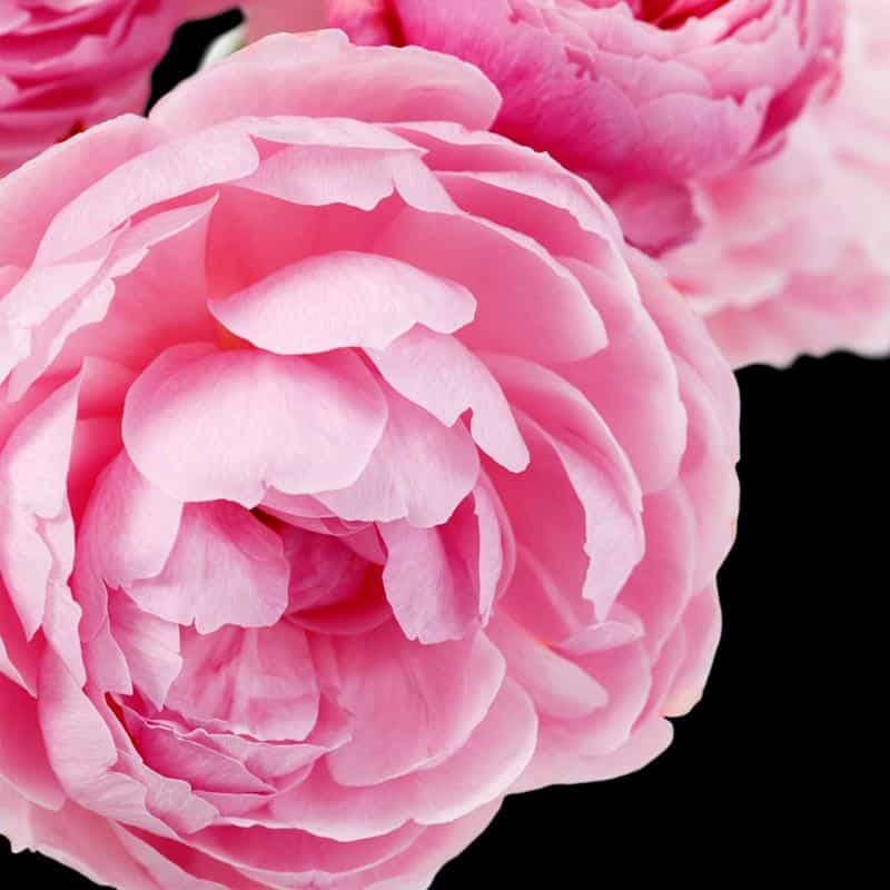 Yodeyma Dinara eau de parfum