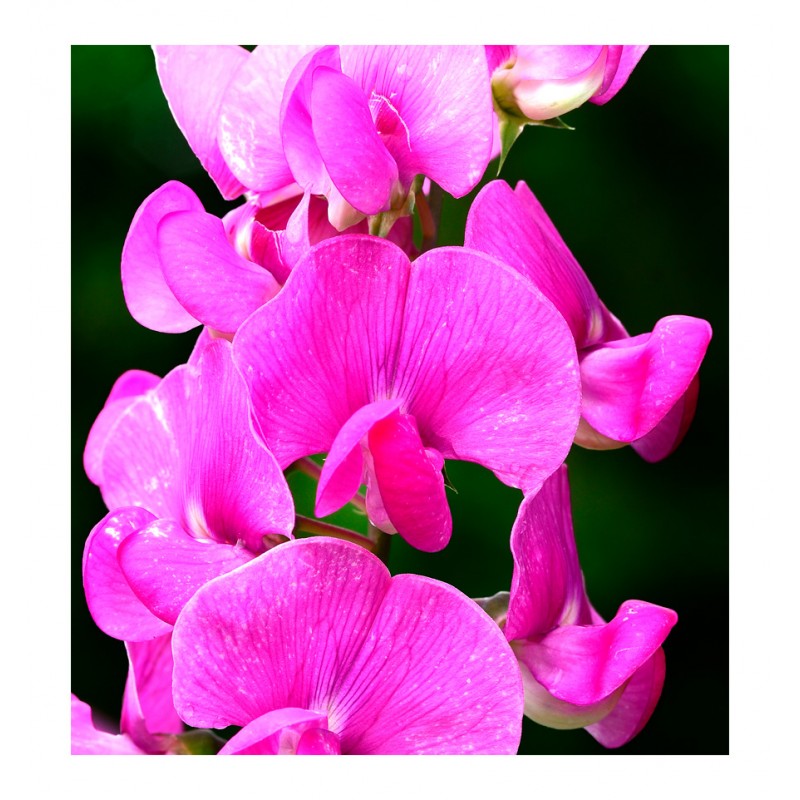 Poetic Eau de Parfum – Yodeyma Dames