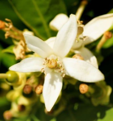 Yodeyma Iris eau de parfum