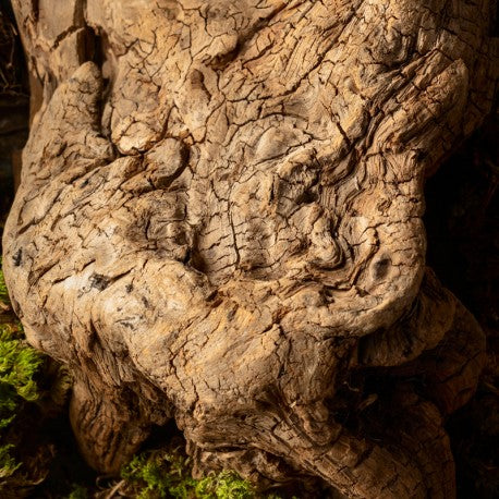 Yodeyma Niche Collection – NYA