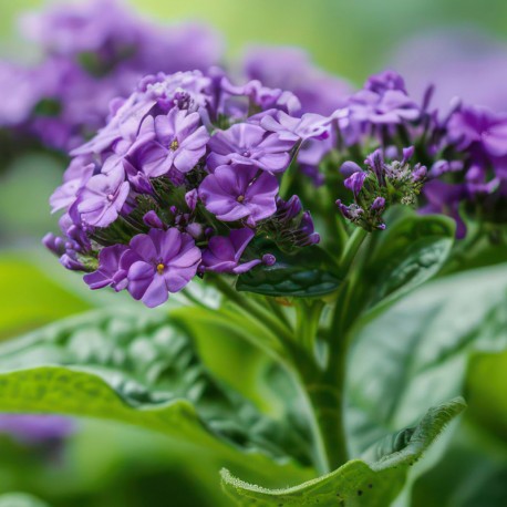 Yodeyma Niche collection - Tayda