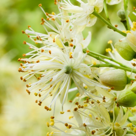 Yodeyma Niche collection - Tayda