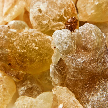 Yodeyma niche collection Ambrax