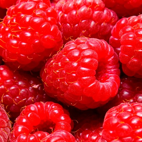 Yodeyma niche collection Ambrax